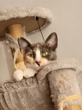 Luna Belle