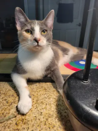 Luna Belle