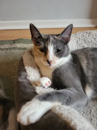 Luna Belle