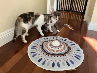 Suzy