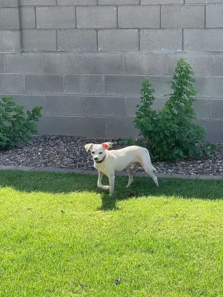 Wiley