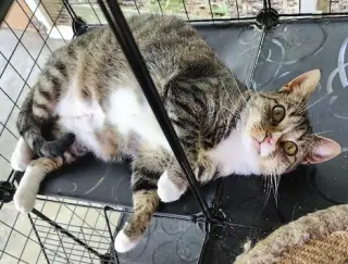 Bootsie