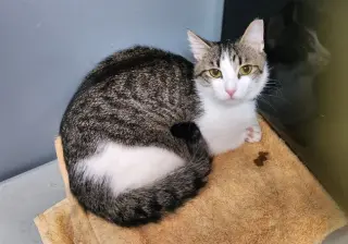 Buddy