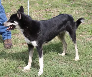 Ryker