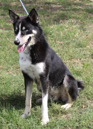 Ryker