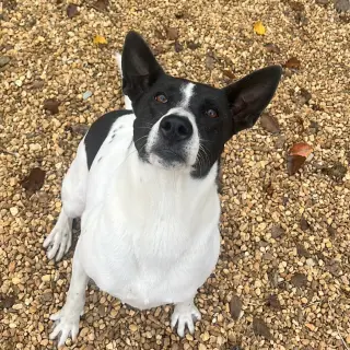 Sandy