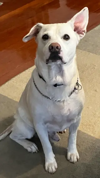 Blu