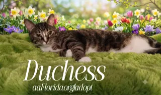 Duchess
