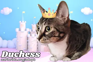 Duchess