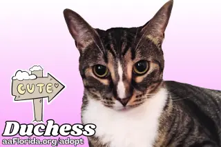 Duchess
