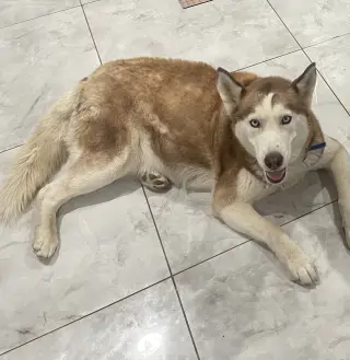 Coco