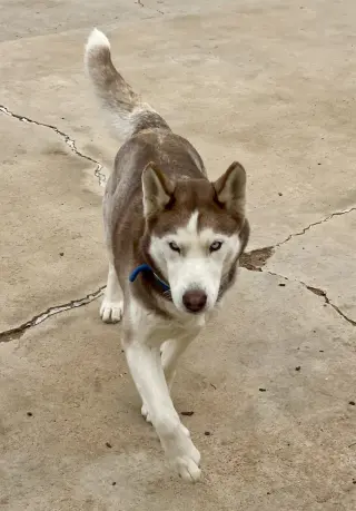 Coco