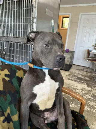 Bo