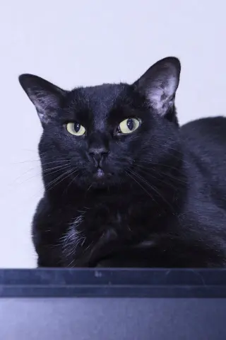 Katrina