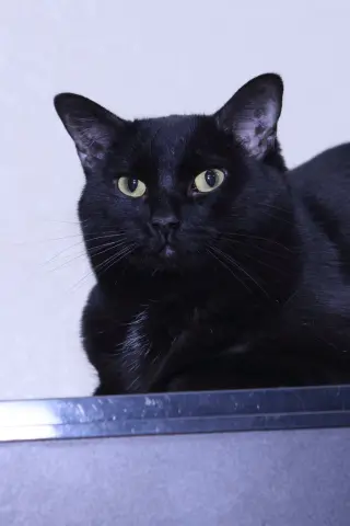 Katrina