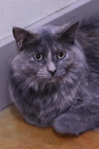 Myla