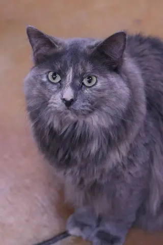 Myla