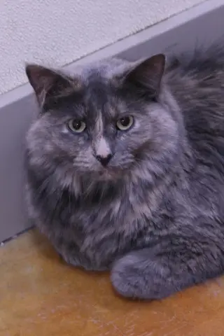 Myla