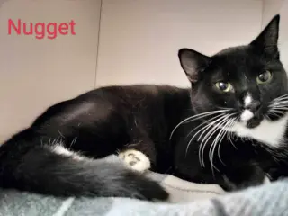 NUGGET