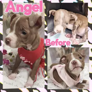 Angelic aka Angel