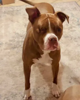 Angelic aka Angel