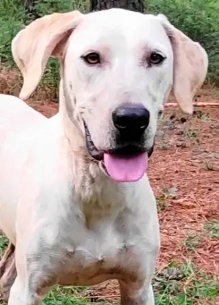 Cora