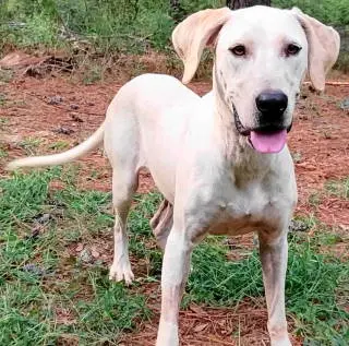 Cora