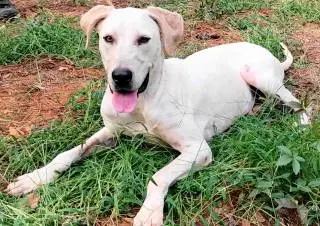 Cora