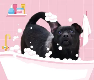 Mimi