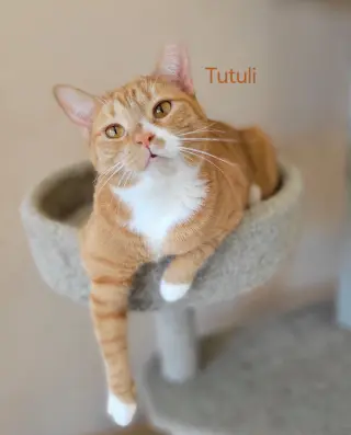 TUTULI