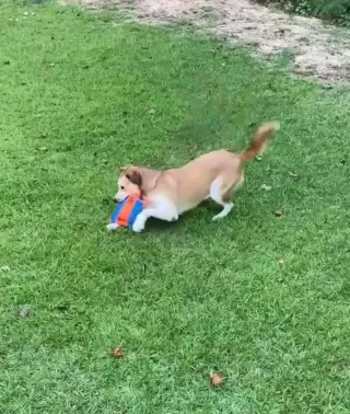 Teddy