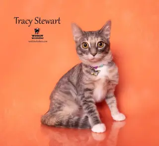 TRACY STEWART