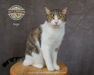 Sage 2