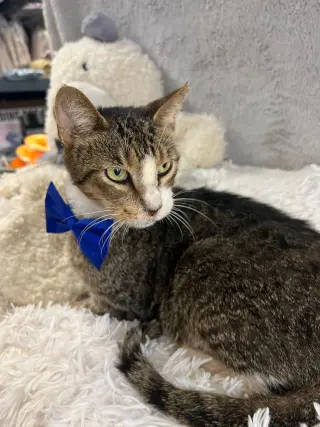 FRED