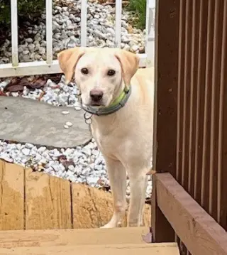 Toby - Totally Pawsome!