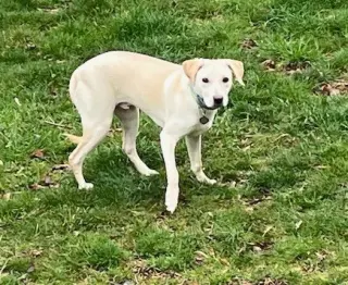 Toby - Totally Pawsome!