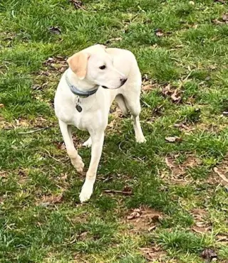 Toby - Totally Pawsome!