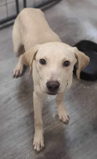 Toby - Totally Pawsome!