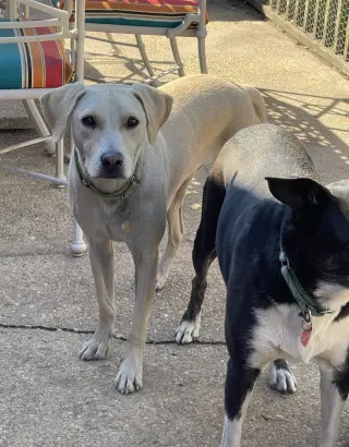 Toby - Totally Pawsome!
