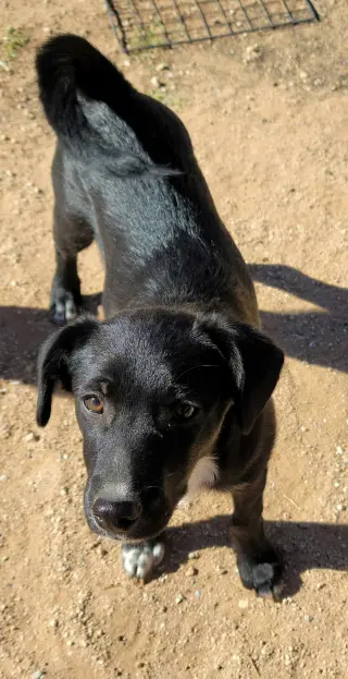 Doody aka Dodie