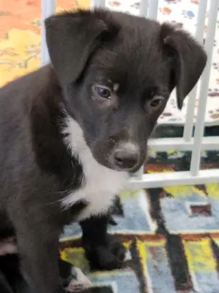 Doody aka Dodie