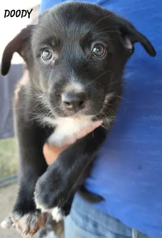 Doody aka Dodie