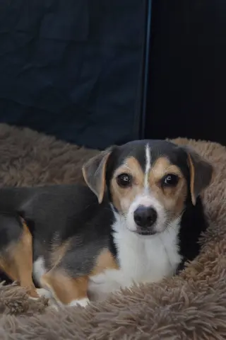 Cruiser-Tiny cutie