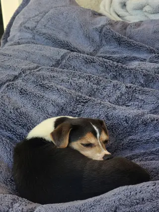 Cruiser-Tiny cutie