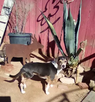 Cruiser-Tiny cutie