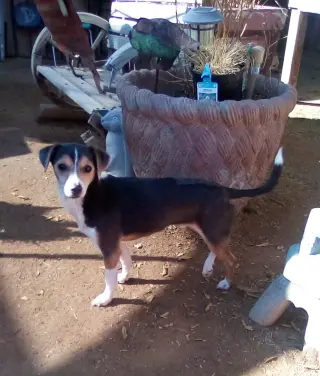 Cruiser-Tiny cutie