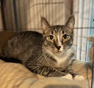 Bootsie
