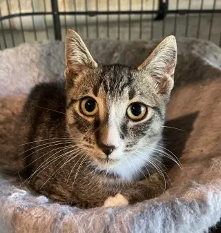 Bootsie