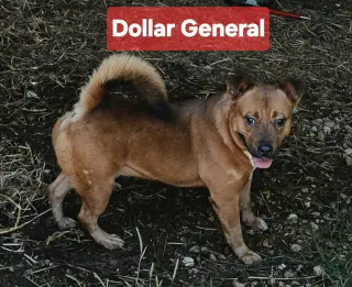 Dollar General