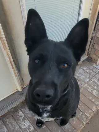 Dino